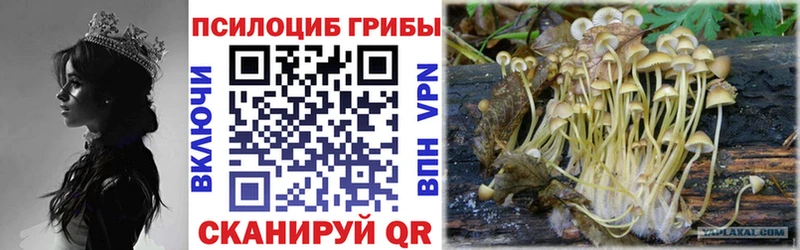 хочу наркоту  Джанкой  Галлюциногенные грибы Cubensis 